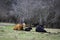 Cows and calf loafing in winter pasture