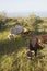 cows and calf between olive trees with blue sea in the background on greek peloponnese