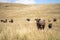 cows and calfs grazing on dry tall grass on a hill in summer in australia. beautiful fat herd of cattle on an agricultural farm in