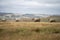 cows and calfs grazing on dry tall grass on a hill in summer in australia. beautiful fat herd of cattle on an agricultural farm in