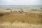 cows and calfs grazing on dry tall grass on a hill in summer in australia. beautiful fat herd of cattle on an agricultural farm in