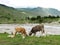 Cows calfs on mountain summer pasture near the river