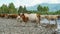 Cows and calfs stand on the river bank,