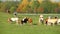 Cows and calves in autumn