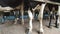 cows, calves and bulls on a milk farm, milking and feeding process, farming