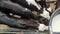 cows, calves and bulls on a milk farm, milking and feeding process, farming