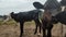 cows, calves and bulls on a milk farm, milking and feeding process, farming