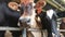 cows, calves and bulls on a milk farm, milking and feeding process, farming