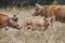 Cows with calves in the countryside. Cattle, livestock