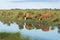 Cows with calves eat juicy grass on the shore of a pond. Cows are reflected in the water. Louisiana, USA