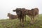 Cows and calves on the farm with dense fog background at dawn part 3