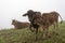 Cows and calves on the farm with dense fog background at dawn part 4