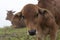 Cows and calves on the farm with dense fog background at dawn part 9