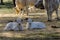 Cows and calves in the field