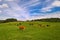 Cows and calves in field