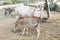 Cows and calves in the garden