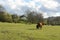 Cows and Calves Grazing on a Pastures, Bohemian Forest, Czech Republic, Europe