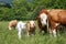 Cows and calves grazing on a spring meadow