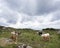 Cows and calves on kerry peninsula in ireland