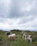 Cows and calves on kerry peninsula in ireland