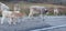 Cows and calves on rural road