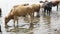 Cows came to a watering place to the river