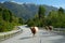 Cows on the Carretera Austral, Chile 2