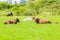 Cows Cattle Animals Resting Countryside
