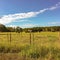 Cows cattle farm land grass Florida clouds clear day sunny