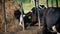 Cows At Cattle Feeder Eating Hay