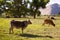 Cows cattle grazing in California meadows