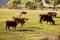 Cows cattle grazing in California meadows