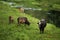 Cows cattle green grass river countryside