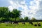 Cows cattle landscape