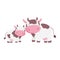 Cows cattle livestock farm animal cartoon isolated icon on white background