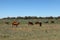 Cows and cattle in the Okavango Delta in Namibia