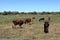 Cows and cattle in the Okavango Delta in Namibia