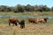 Cows and cattle in the Okavango Delta in Namibia