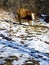 Cows in Caucasus live