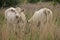 The cows, Charolais are hiding behind the commonm reed in the grassland at the countryside in the late spring.