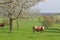 Cows in a cherry tree orchard at springtime