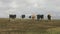 Cows in Cliffs of mother in republic of ireland