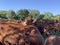 Cows closeup with head resting on another cow. Peaceful ranch scene