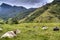 Cows at the Cocora valley