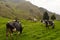 Cows in Cocora valley