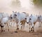 Cows come back to home at sunset in Bagan, Myanmar