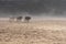 Cows come down to the beach in the morning mist at Port St Johns on the wild coast in Transkei, South Africa.