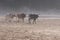 Cows come down to the beach in the morning mist at Port St Johns on the wild coast in Transkei, South Africa.