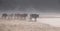 Cows come down to the beach in the morning mist at Port St Johns on the wild coast in Transkei, South Africa.