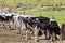 Cows confined in a dairy farm on countryside of Minas Gerais state, Brazil